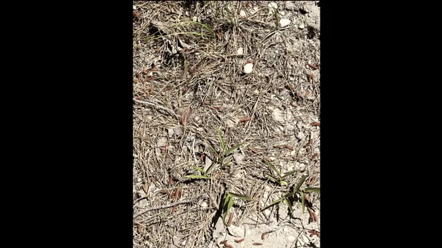 spot-the-frog-in-under-10-seconds-optical-illusion